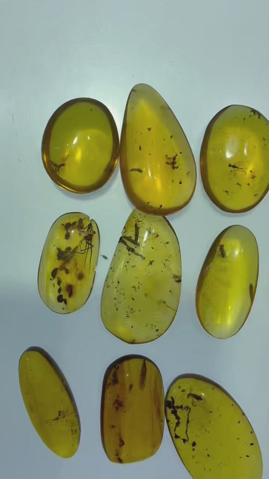 Natural Burmese amber with bug inclusion 50 pieces wholesale lot